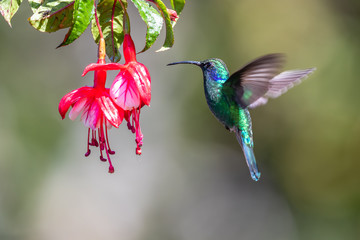 Fototapeta na wymiar Blue hummingbird Violet Sabrewing flying next to beautiful red flower. Tinny bird fly in jungle. Wildlife in tropic Costa Rica. Two bird sucking nectar from bloom in the forest. Bird behaviour