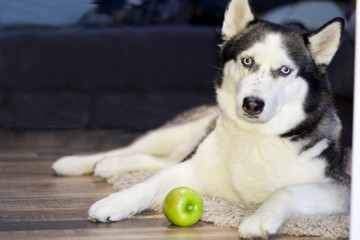 Husky lying on the linoleum and playing with a green Apple .