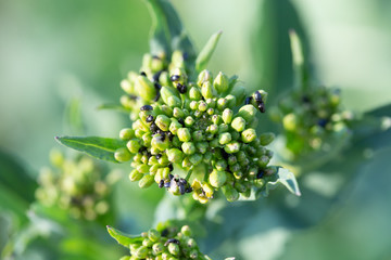 Rapsglanzkäfer fressen Rapsknospen