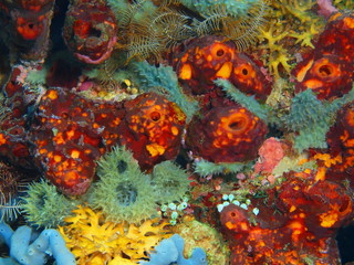 The amazing and mysterious underwater world of Indonesia, North Sulawesi, Bunaken Island, sea squirts