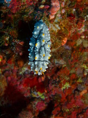 The amazing and mysterious underwater world of Indonesia, North Sulawesi, Bunaken Island, sea slug