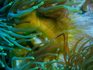 Naklejka na ściany i meble The amazing and mysterious underwater world of Indonesia, North Sulawesi, Bunaken Island, sea anemone mouth