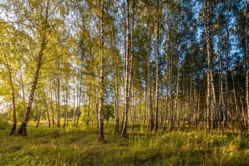 Summer birch forest.