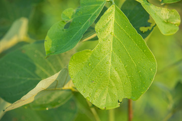 Drops of rain on leaves Water drops with leaves, natural background for graphic work