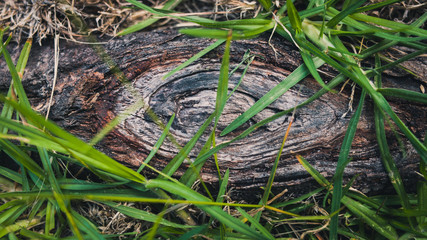 Tree Root