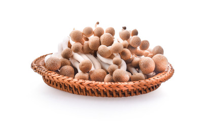 Bunashimeji mushroom isolated on white background.