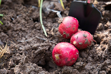Organic vegetables,Fresh red radish on the ground,Fresh organic radish  in the garden