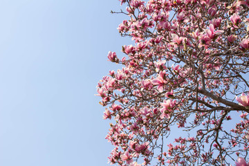 満開の紫色の木蓮の花