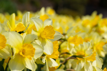 満開の水仙の花
