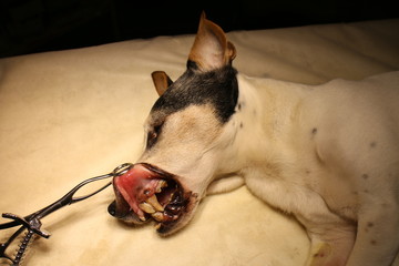 Jack Russell Terrier  with tartar in anesthesia on operating table