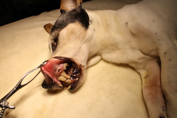 Jack Russell Terrier  with tartar in anesthesia on operating table