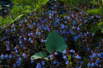 green leaves and flowers