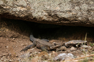 An unknown lizard