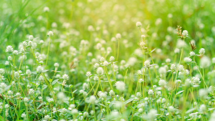 Fototapeta na wymiar Gomphrena celosioides Mart. Close up view and warm color with flare of Beautiful Wild globe everlasting flowers in dense meadows.