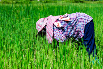 Naklejka na ściany i meble A farmer is bending down to remove weed grass. In the rice field of Thailand.