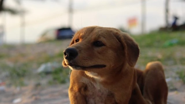 A tripod close-up shot of a homeless crossbreed dog that is ichty and is trying to scratch itself.