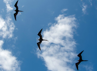 A flock of Galapagos Frigates
