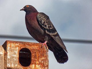 Beautiful dove. Close up