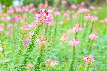 Cleome spinose in early summer