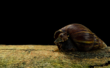 Copy space and low light. Giant African Land Snail is on bark with black background.