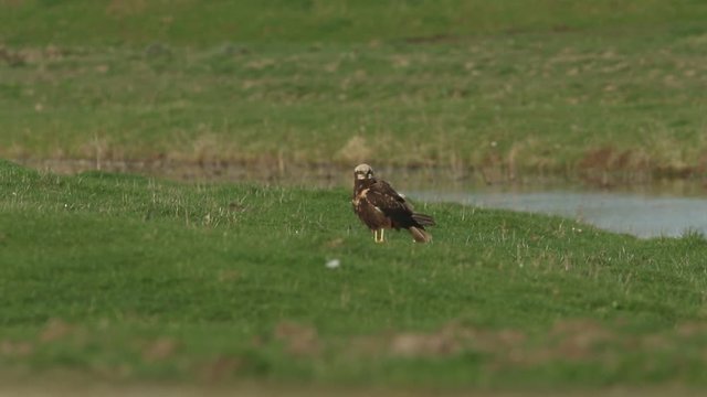 A beautiful Marsh Harrier (Circus aeruginosus) perching on the grass in a meadow when it has a shake and then continues to look around.