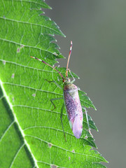Capsid or mirid bug, Pantilius tunicatus