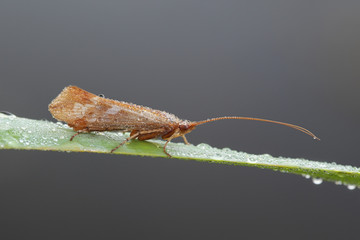 Caddisfly,  also called sedge-fly or rail-fly