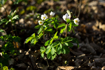 Anemone nemorosa is an early-spring flowering plant in the forest, windflower, genus Anemone