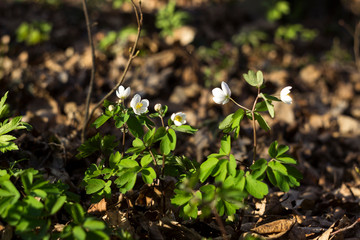 Anemone nemorosa is an early-spring flowering plant in the forest, windflower, genus Anemone