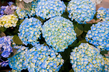 Beautiful Flowers (Hydrangea macrophylla) or Hortensia flower is blooming.