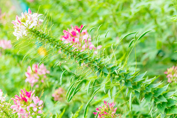 Cleome spinose in early summer