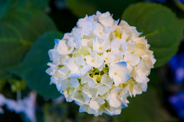 Beautiful Flowers (Hydrangea macrophylla) or Hortensia flower is blooming.