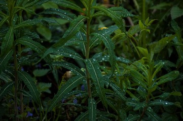 raindrops on grass