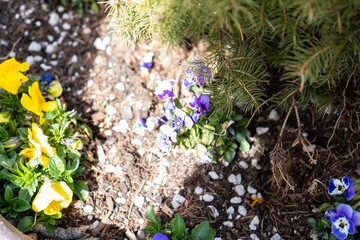 flower, purple, white, green, brown, foliage 