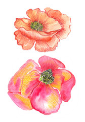 Hand drawing close-up of flowers peony