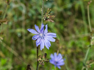 Common Chicory, Cichorium intybus, flower with blurred background macro, selective focus, shallow DOF