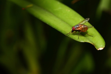 Naklejka premium Flies on green leaves