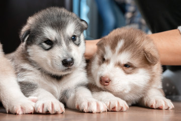 Obraz premium Two cute puppies close up