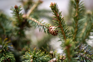 flower, green, white, browns, pink