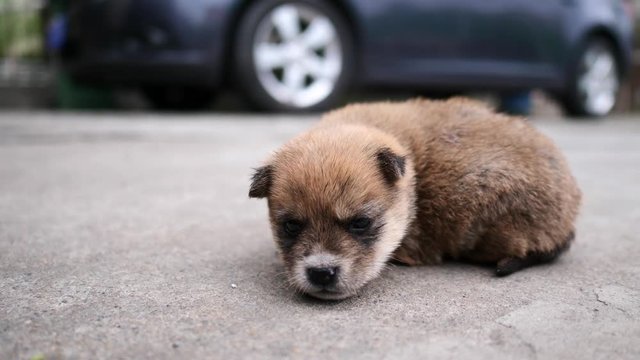 Cute baby dog lying on ground in front of car and looking curiously, focused on its eyes, 4K movie, slow motion.