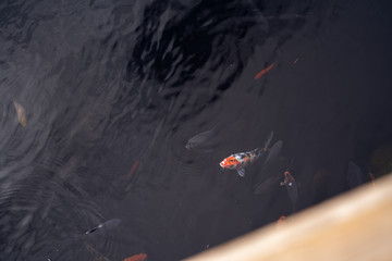 koi fish, Amur carp, rock, swimming, dark orange, black, white