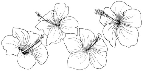 Vector Hibiscus floral tropical flowers. Black and white engraved ink art. Isolated hibiscus illustration element.