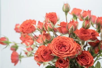 red miniature roses on white background 