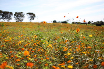 キバナコスモスの丘