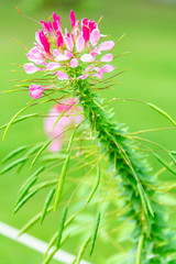 Cleome spinose in early summer