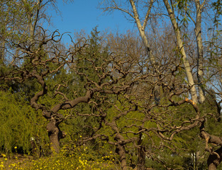 Dry branches in spring