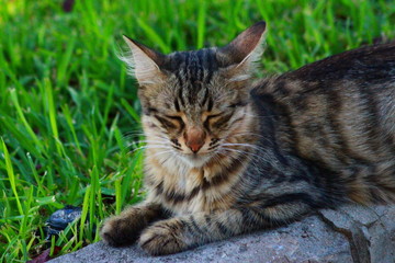 Close up cat sleeping on grass