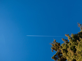 Plane with trails flying hign in sky with pine tree in foreground