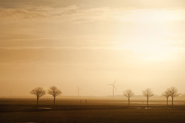 Field with trees and windmills on the horizon in the morning. Typical dutch landscape. North Holland, Hollands Kroon, Netherlands. - 258043256