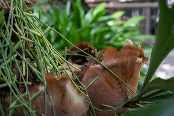 green, leaves, browns, plant